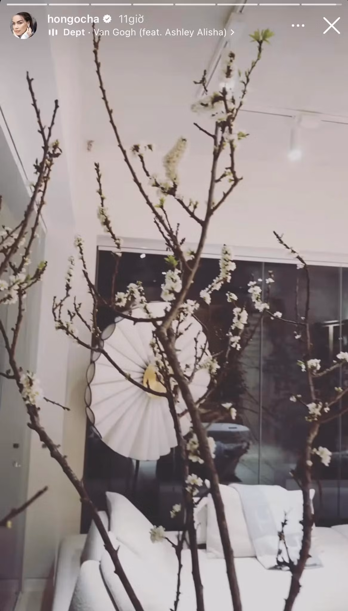 Cành mận trổ bông trắng.