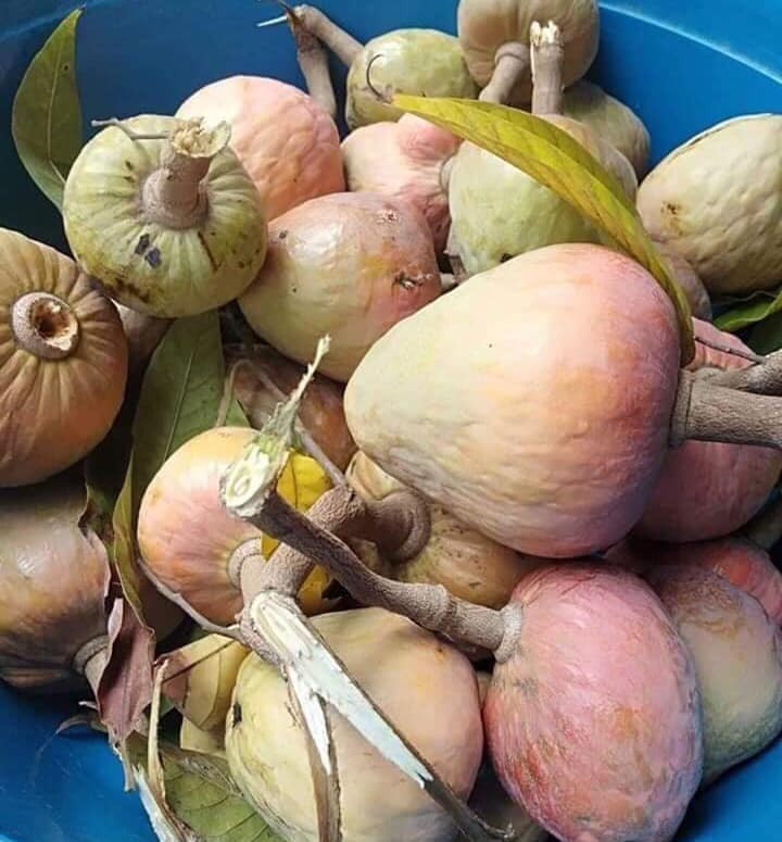 Bù lại, ăn quả nê không lo bị tẩm thuốc vì đây là quả rừng. Trên chợ mạng, loại quả này có giá bán 85.000 đồng/kg. Ảnh: Facebook