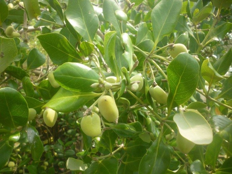 Cây mắm là loại cây gắn liền với rừng ngập mặn. Chúng mọc lên từ bãi bùn dày. Quả mắm có nhiều kích thước khác nhau, từ 1,5 - 3,5 cm và nhiều hình dạng như hình trái hạnh nhân, trái xoài, trái tim... Ảnh: Internet