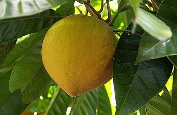  Quả trứng gà (hay lê ki ma) có mặt hầu khắp mọi miền ở Việt Nam. Trước kia, nhà nào cũng trồng một cây nên chín rụng đầy sân chẳng ai ăn. Ảnh: Thegioinongsan