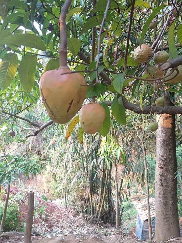 Quả nê (hay còn gọi quả na rừng, na xiêm rừng) thường có ở khu vực bìa rừng, gần đồi núi nhưng giờ rất hiếm và khó tìm. Ảnh: Facebook