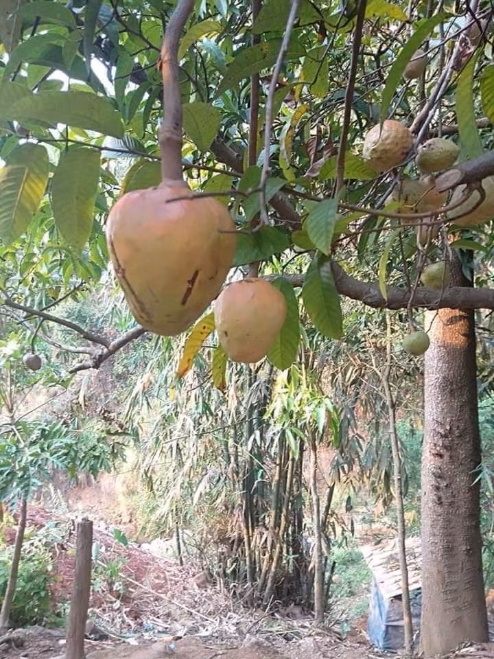 Quả nê (hay còn gọi quả na rừng, na xiêm rừng) thường có ở khu vực bìa rừng, gần đồi núi nhưng giờ rất hiếm và khó tìm. Ảnh: Facebook