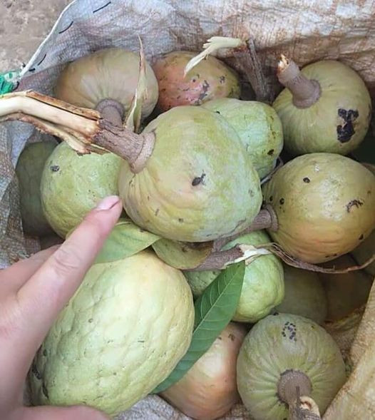 Quả nê có họ với na nên thịt quả trông rất giống na, nhiều múi nhỏ chứa hạt. Vỏ quả nê không có nhiều mắt mà trơn bóng. Nê không ngọt và ngon như na, ăn có phần giống na bở. Ảnh: Facebook