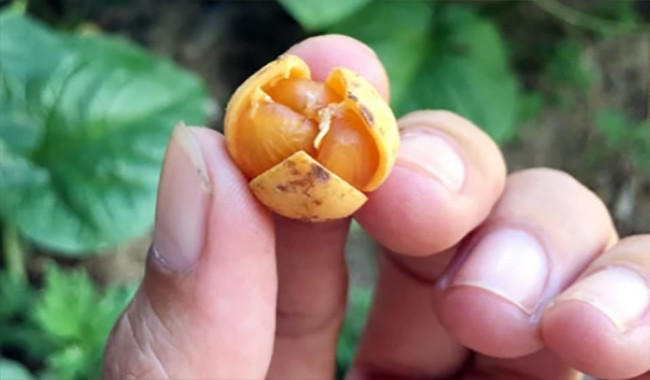 Quả nẻ mọc hoang dại ở rừng thứ sinh hay các đồi cây bụi. Thời điểm chín rộ (tháng 7 đến tháng 9 âm lịch), người dân lại rủ nhau vào rừng hái quả. Ảnh: Dân Việt