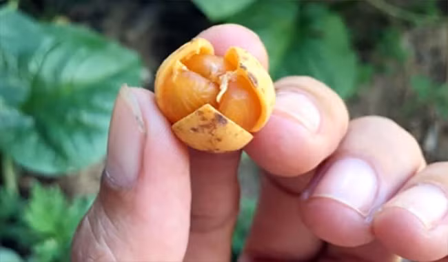 Quả nẻ mọc hoang dại ở rừng thứ sinh hay các đồi cây bụi. Thời điểm chín rộ (tháng 7 đến tháng 9 âm lịch), người dân lại rủ nhau vào rừng hái quả. Ảnh: Dân Việt