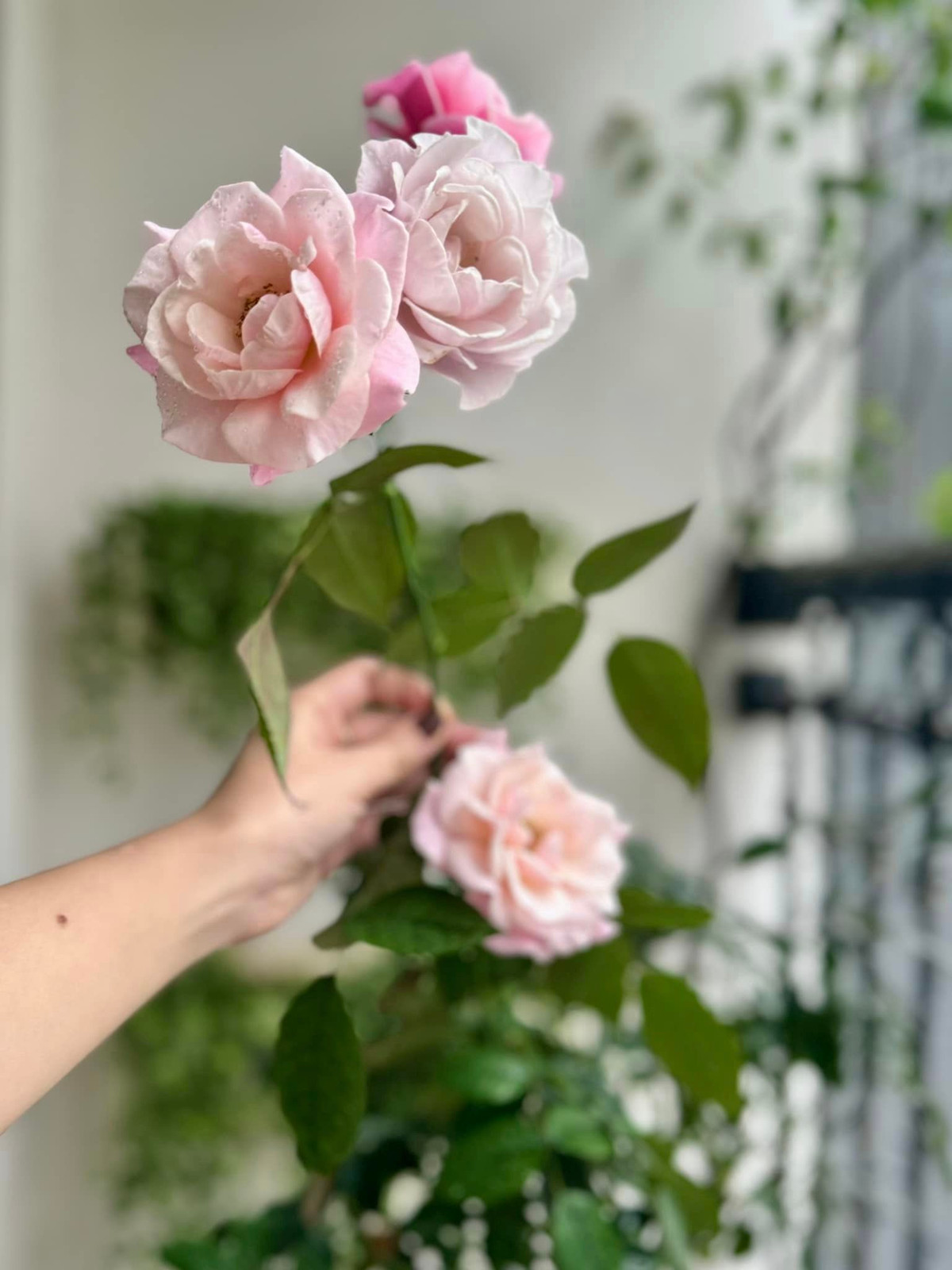 Hoa nở to đẹp đến nỗi nữ MC không nỡ hái. Ảnh: FB Nguyen Dan Le