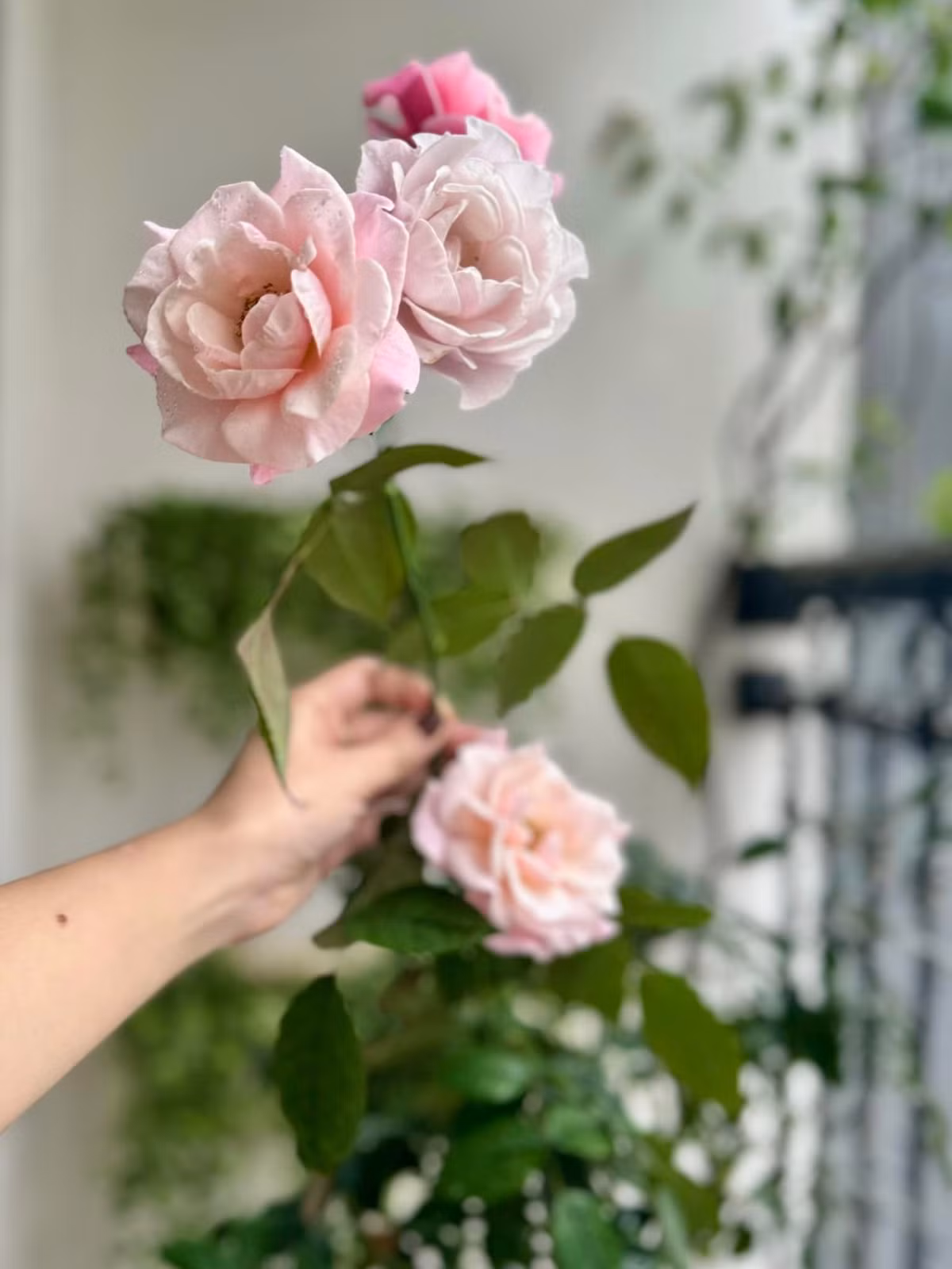 Hoa nở to đẹp đến nỗi nữ MC không nỡ hái. Ảnh: FB Nguyen Dan Le