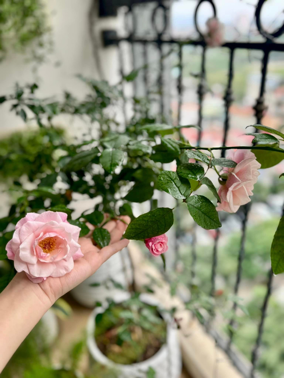 Ngoài phòng khách, MC Đan Lê còn trồng hoa tại ban công. Ảnh: FB Nguyen Dan Le