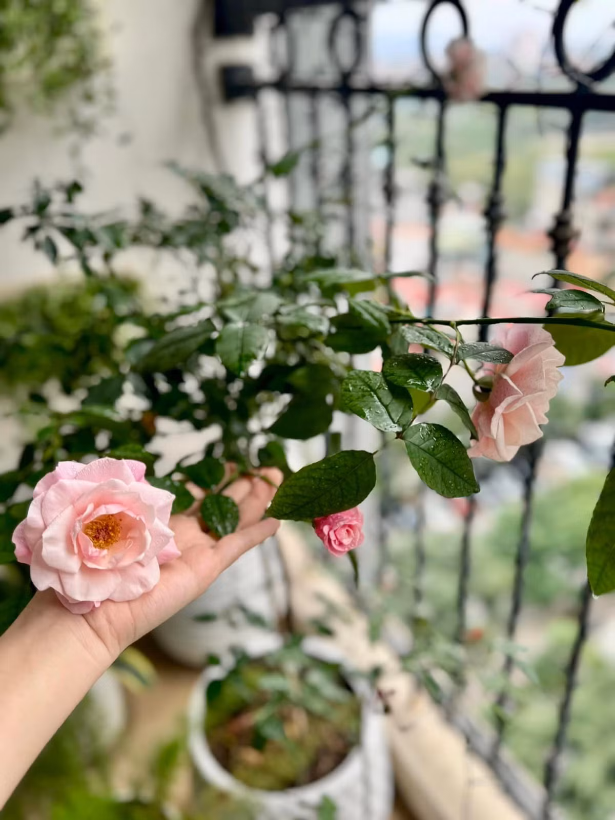 Ngoài phòng khách, MC Đan Lê còn trồng hoa tại ban công. Ảnh: FB Nguyen Dan Le