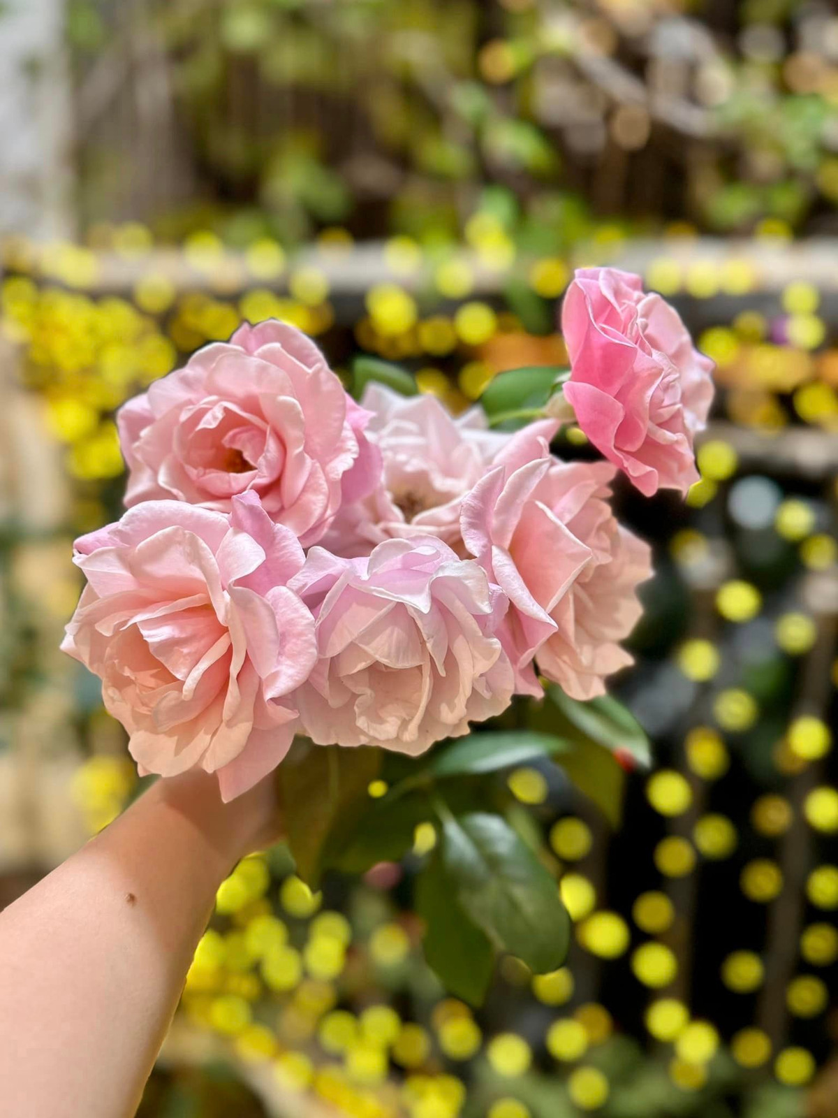 Các đợt hoa cứ ra liên tục, cắt hết cành dài đi lại ra lộc mới. Ảnh: FB Nguyen Dan Le