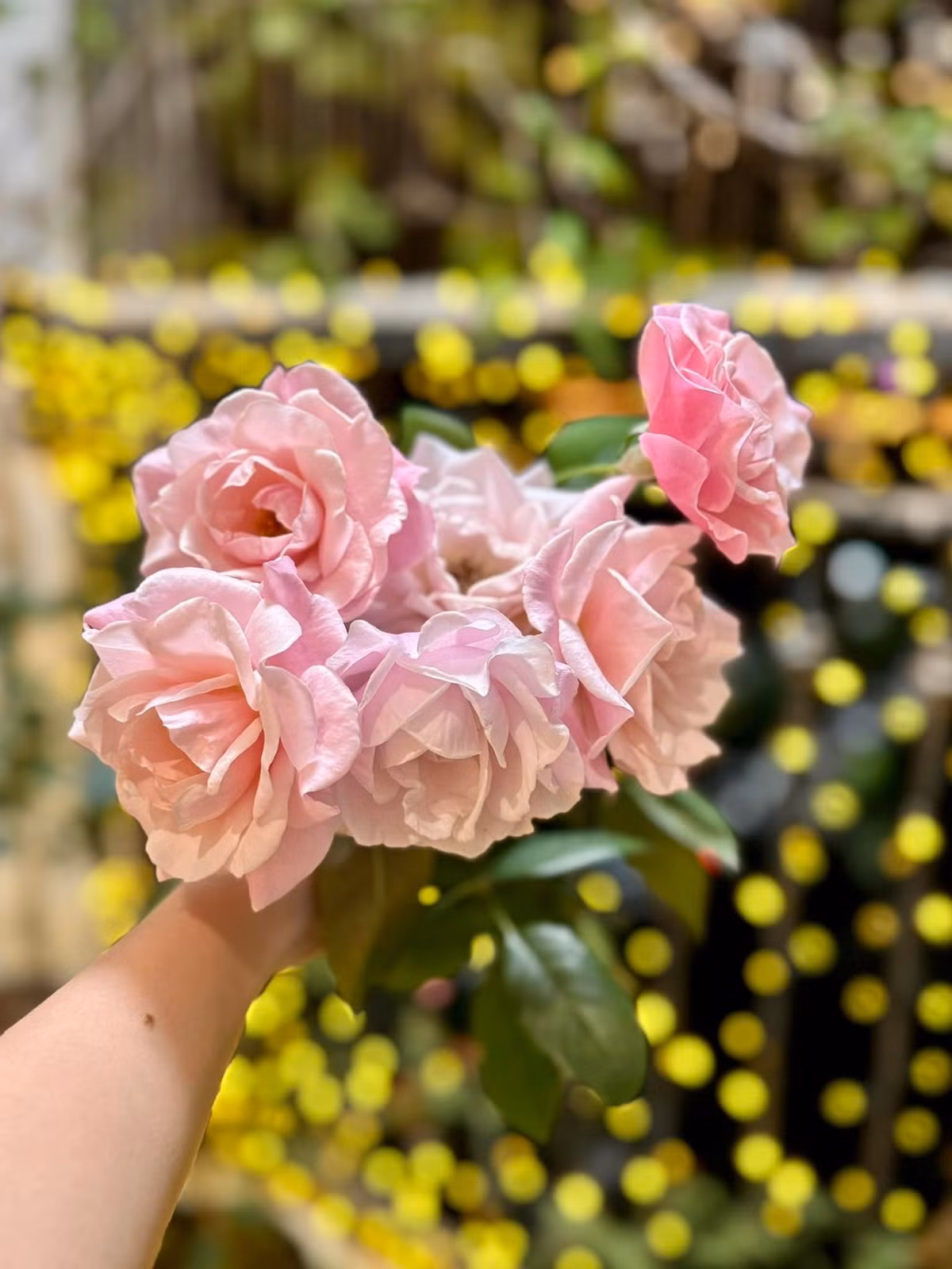 Các đợt hoa cứ ra liên tục, cắt hết cành dài đi lại ra lộc mới. Ảnh: FB Nguyen Dan Le