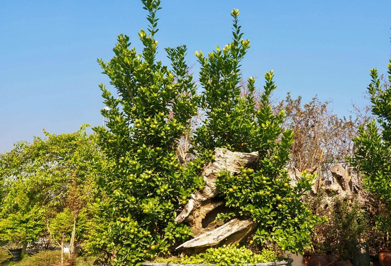 Những năm gần đây, bonsai gỗ lũa trở thành thú chơi được nhiều người lựa chọn trong dịp Tết Nguyên đán, nổi bật nhất là quất ghép gỗ lũa. Ảnh: Kinhtedothi