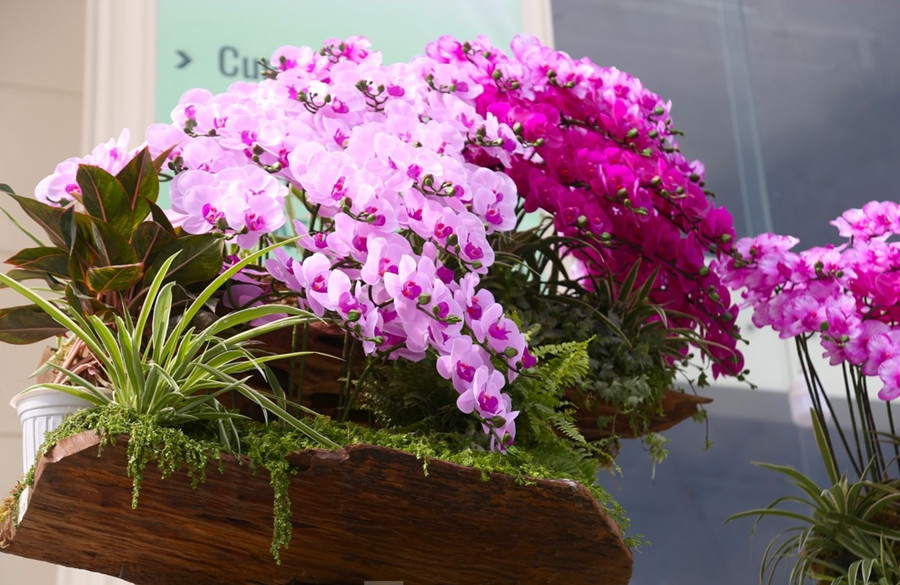 Gần Tết Giáp Thìn 2024, lan hồ điệp Đà Lạt được nhiều người chú ý. Trong đó, chậu lan hồ điệp ôm gỗ lũa “khủng” có giá lên tới hàng trăm triệu đồng. Ảnh: Tiền phong