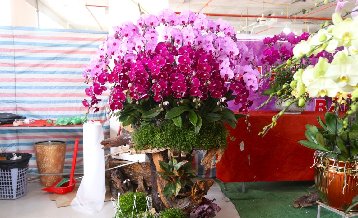 Lan hồ điệp được trồng trên gỗ lũa mang sức hút đặc biệt, gẫn gũi với thiên nhiên. Ảnh: Tiền phong