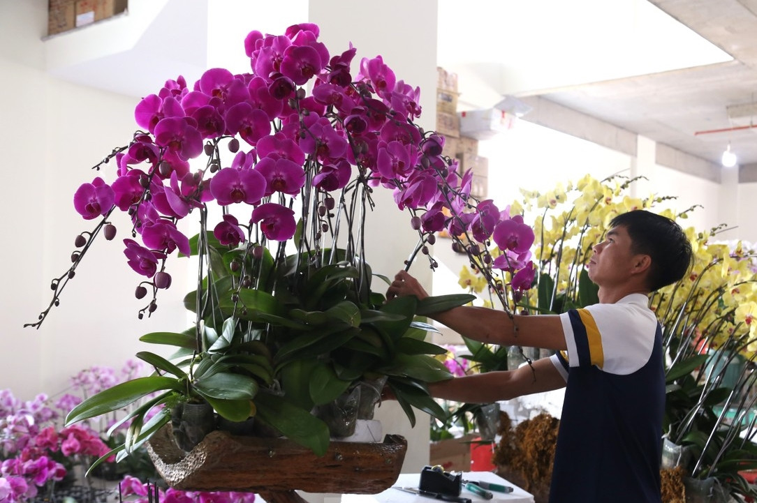 Năm nay, lan hồ điệp nằm gỗ lũa được nhiều khách hàng ưa chuộng. Ảnh: Tiền phong