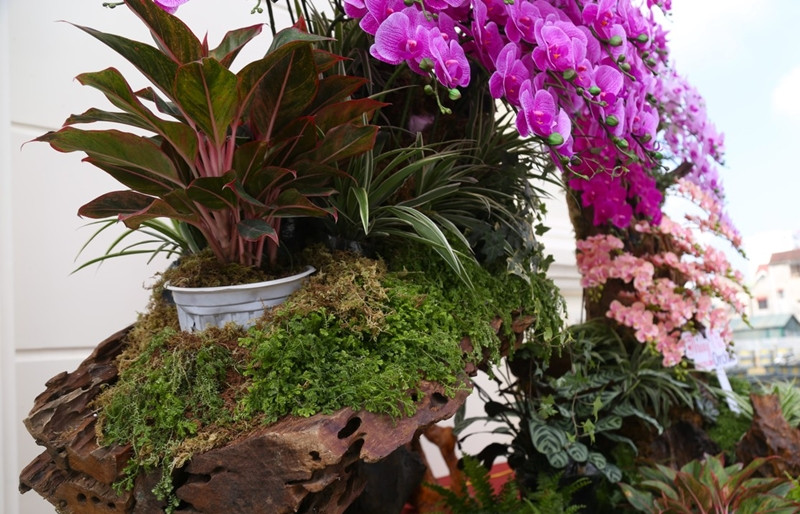 Quá trình tạo nên tác phẩm lan ôm gỗ lũa mất từ 3 - 4 giờ, tùy kích thước, số lượng hoa lan. Ảnh: Tiền phong