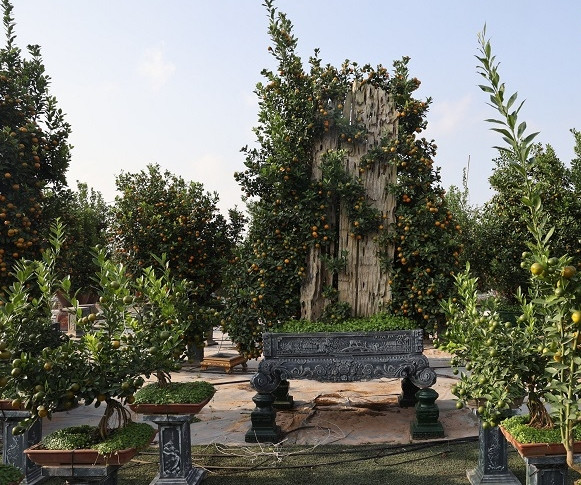 Tại làng Tứ Liên (Tây Hồ, Hà Nội), những chậu quất ghép gỗ lũa độc đáo có giá từ vài triệu đến cả trăm triệu đồng. Ảnh: Báo tin tức