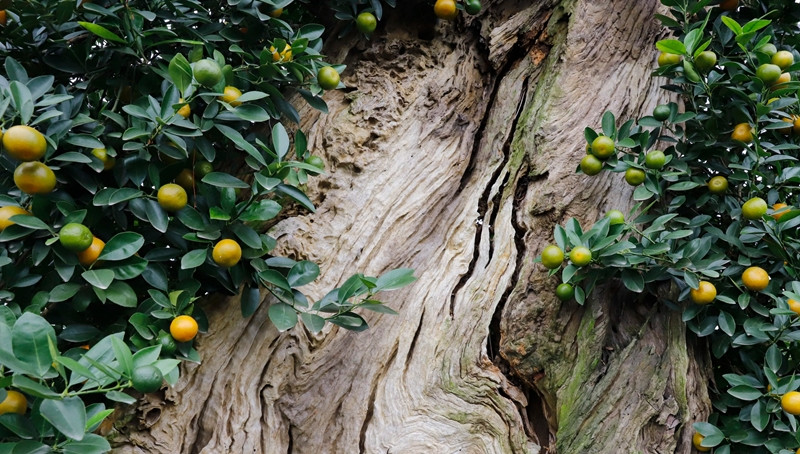 Để hoàn thiện một tác phẩm quất ôm gỗ lũa, đòi hỏi nghệ nhân phải có sự khéo léo, tỉ mỉ. Đặc biệt, cần chọn được loại gỗ phù hợp với dáng cây cả về kích thước lẫn màu sắc. Ảnh: Dân Việt