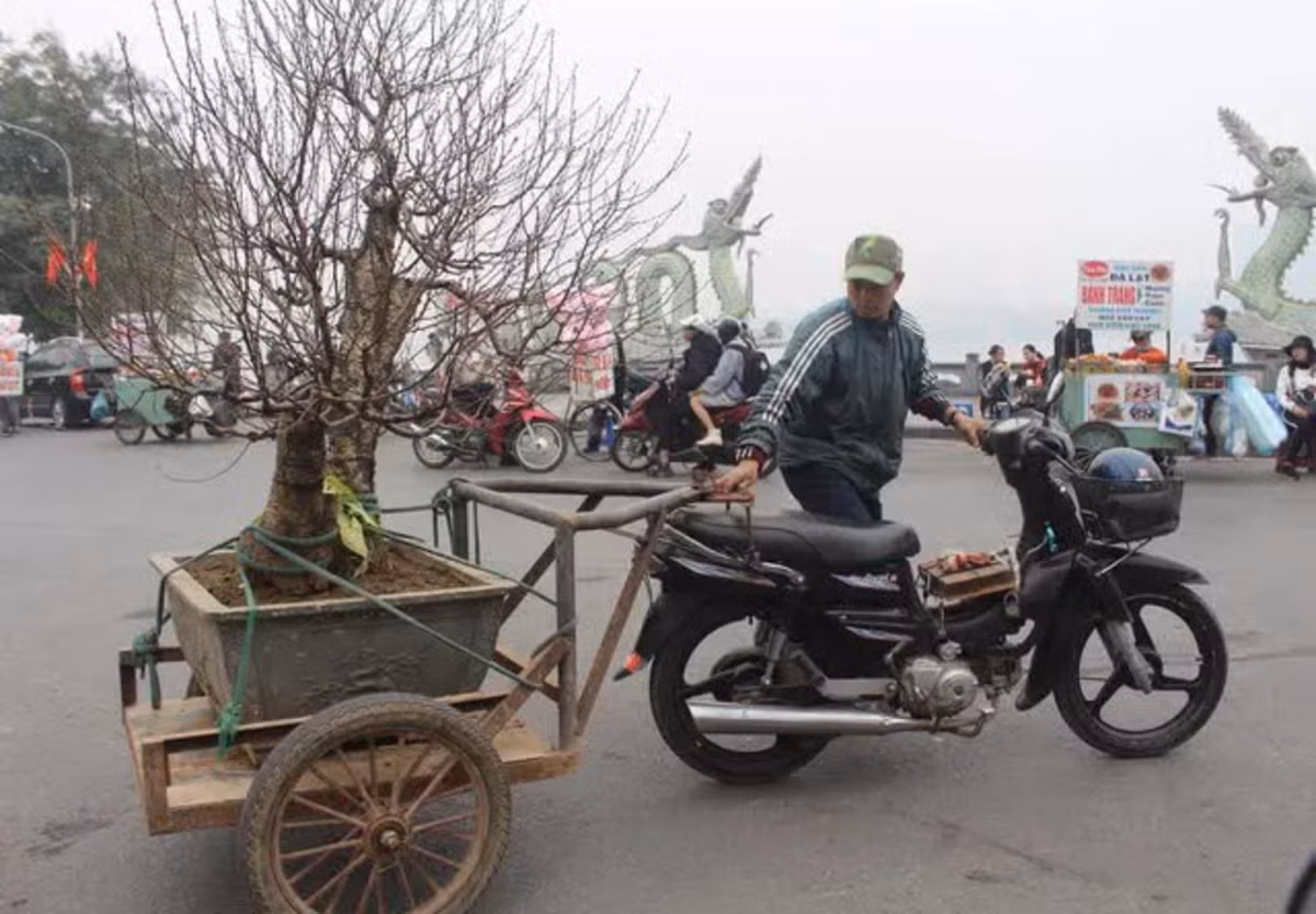 Tết đến, Xuân về nhà nào cũng tranh thủ đặt trong nhà mình một vài chậu hoa để chưng Tết vậy nên công việc chở cây cảnh thuê trở thành nghề "hốt bạc".