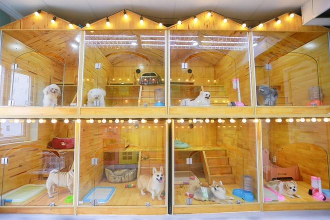 Nhu cầu trông giữ thú cưng vào dịp cận Tết ngày càng tăng cao, đây trở thành một dịch vụ đắt khách và mang lại nguồn thu nhập cao. Với giá dịch vụ dao động từ 200.000 - 500.000 đồng/ngày, thậm chí cả triệu bạc một ngày, nhưng nhiều cơ sở không đủ chỗ để phục vụ... Ảnh: Tổng hợp