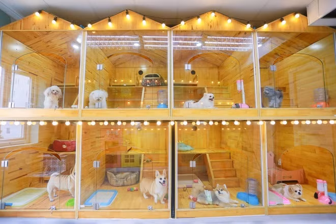 Nhu cầu trông giữ thú cưng vào dịp cận Tết ngày càng tăng cao, đây trở thành một dịch vụ đắt khách và mang lại nguồn thu nhập cao. Với giá dịch vụ dao động từ 200.000 - 500.000 đồng/ngày, thậm chí cả triệu bạc một ngày, nhưng nhiều cơ sở không đủ chỗ để phục vụ... Ảnh: Tổng hợp