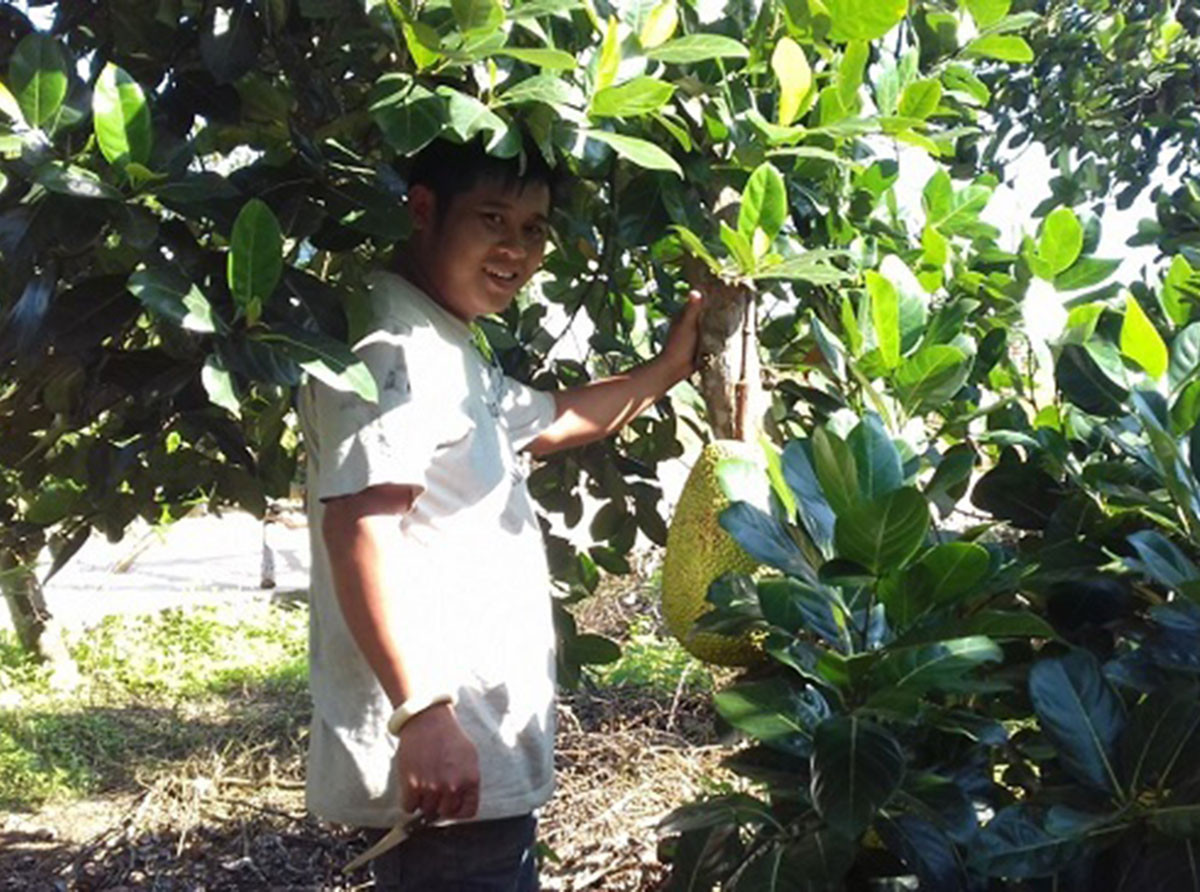 Những năm gần đây, mít là cây ăn trái chủ lực tại Nam Bộ. Để xác định quả mít đã chín và đạt tiêu chuẩn thu hái mà không cần phải bổ, nghề “ngửi mít” xuất hiện và ngày càng trở nên phổ biến. Ảnh: Dân Việt