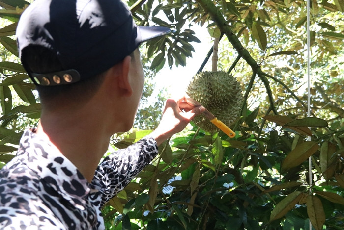 Thời điểm sầu riêng Đắk Nông đang vào vụ là lúc người làm nghề gõ sầu riêng bận rộn. Với công việc này, người thợ có thể phân biệt được đâu là quả đã đến tuổi thu hoạch, quả nào còn non, chất lượng không tốt. Ảnh: Dân trí