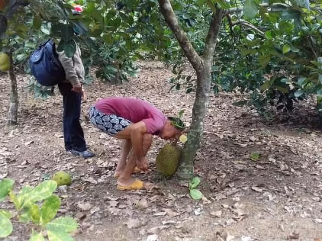 Tuy nhiên, không phải ai cũng làm được nghề này. Nếu hái trúng trái còn non, bị xơ đen không ngon thì không ai dám thuê nữa. Ảnh: Dân Việt