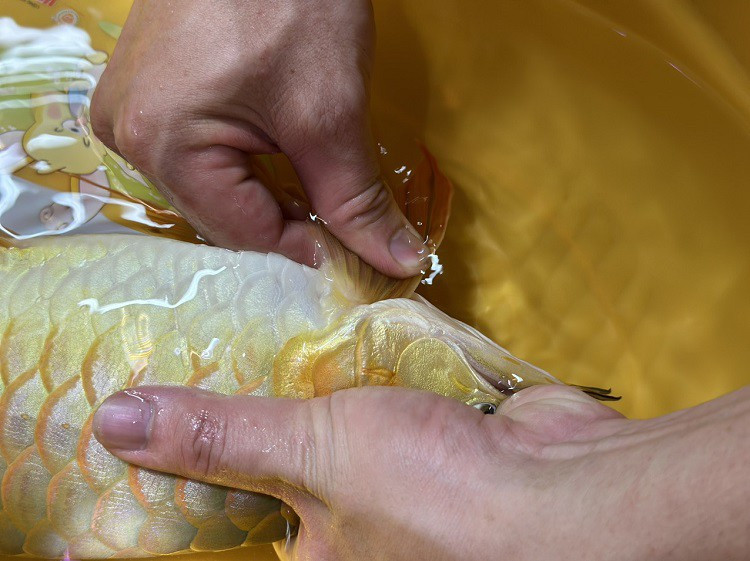 Theo đó, nghề phẫu thuật thẩm mỹ cho cá được ưa chuộng. Mỗi ca phẫu thuật cho cá có giá thấp nhất là 1,5 triệu đồng. Ảnh: Người đưa tin