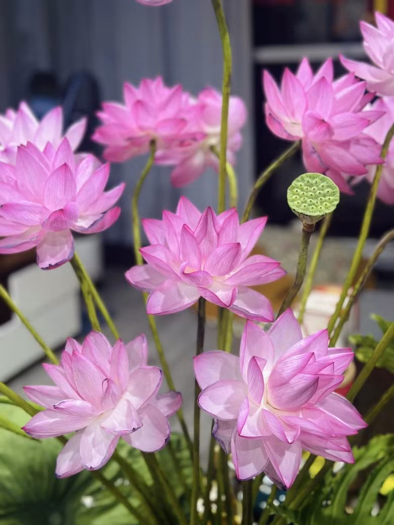 Có ngày, BTV Hoàng Trang thiết kế cả một "vườn sen" ngát hương trong không gian sống.