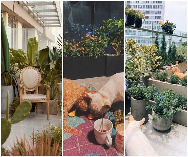 Tại ban công, Châu Bùi có thể thoải mái trồng cây và có không gian cho 2 chú chó cưng chạy nhảy. Nguồn ảnh: FBNV