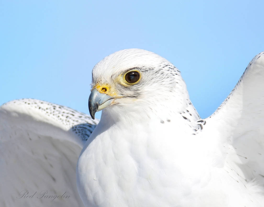 Trang trại này được biết đến trên toàn thế giới nhờ những giống thuần chủng nhất kể từ cuối năm 1970 và là trang trại quốc tế đạt được vị trí đầu tiên trong các cuộc thi Al Mazayen (cuộc thi sắc đẹp chim ưng) và các cuộc đua nuôi chim ưng. Ảnh: About Birds