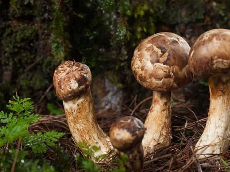Nấm tùng nhung thường được nhập khẩu từ Nhật Bản, giá bán tại Việt Nam dao động từ 18 - 20 triệu đồng/kg nấm tươi và 30 triệu đồng/kg với nấm khô. Ảnh: Getty