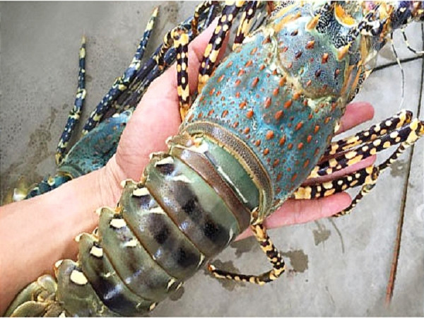 Tôm hùm cũng thường xuất hiện trên bàn tiệc nhà giàu khi có giá từ 1,4 - 3,5 triệu đồng/kg. Ảnh: Haisan24h