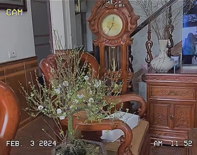 Chậu mai trắng đặt ở khu vực bàn ghế tiếp khách. Ảnh: FBNV