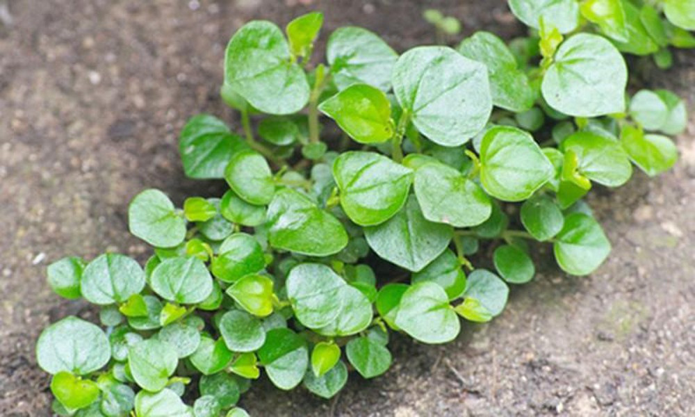 Rau càng cua có giá từ 70.000 - 110.000 đồng/kg, đắt đỏ tương đương với thịt cá. Ảnh: Điện máy xanh