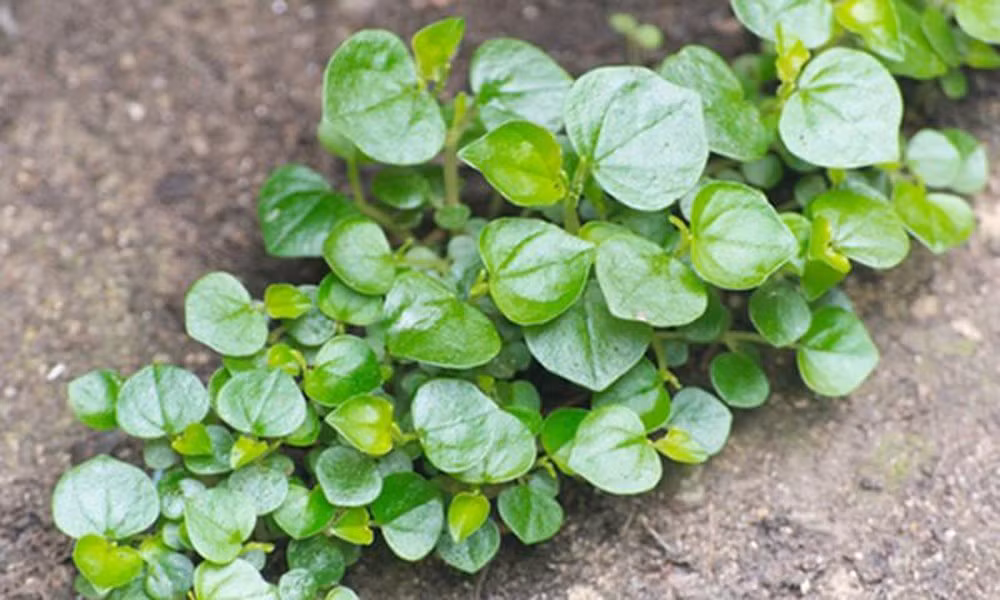 Rau càng cua có giá từ 70.000 - 110.000 đồng/kg, đắt đỏ tương đương với thịt cá. Ảnh: Điện máy xanh