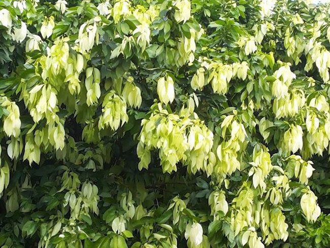 Trước đây, cây đọt mọt (có tên gọi khác đọt lụa) là cây dại được trồng ở hàng rào làm cảnh lấy bóng mát. Người dân vẫn hái lá và đọt non để ăn nhưng không mang ai đem bán. Ảnh: Internet