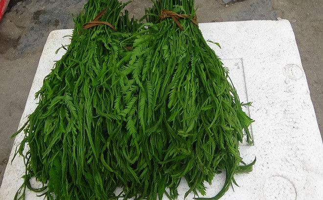 Ngày nay, rau thối trở thành đặc sản của núi rừng Tây Bắc có giá bán lên tới 100.000 đồng/kg. Ảnh: Vietnamnet