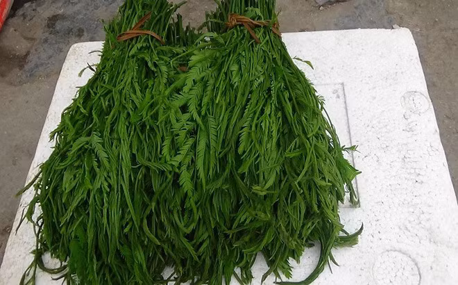 Ngày nay, rau thối trở thành đặc sản của núi rừng Tây Bắc có giá bán lên tới 100.000 đồng/kg. Ảnh: Vietnamnet