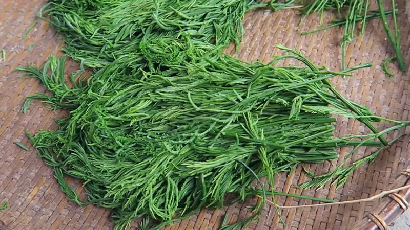 Rau thối (còn được gọi rau gai, pắc nam, phắc khỉ) là một loại rau dại mọc hoang trong rừng, thuộc họ dây leo. Ảnh: Bachoaxanh