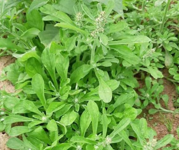 Rau khúc (nguyên liệu để làm món xôi khúc) trước đây vốn mọc dại, thường dùng cho lợn, gà ăn nhưng giờ đây được nhiều người săn lùng. Ảnh: Facebook