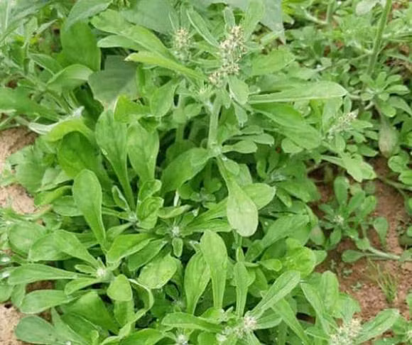 Rau khúc (nguyên liệu để làm món xôi khúc) trước đây vốn mọc dại, thường dùng cho lợn, gà ăn nhưng giờ đây được nhiều người săn lùng. Ảnh: Facebook