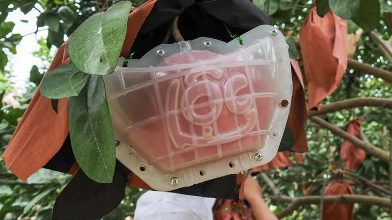 Trước Tết Giáp Thìn 2024 khoảng 1 tháng, bưởi đỏ Đông Cao gần như đã cháy hàng, với giá cao hơn so với các loại bưởi thông thường, lên đến 350.000 đồng/quả. Ảnh: Dân Việt