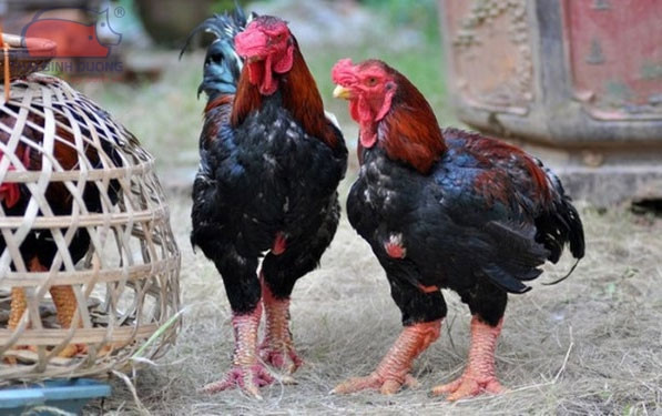 Vì thế, dù chưa đến Tết Nguyên đán, nhưng hầu hết gà Hồ thương phẩm ở thị trấn Hồ (Thuận Thành, Bắc Ninh) đều được khách quen đặt hàng gần hết. Ảnh: Internet