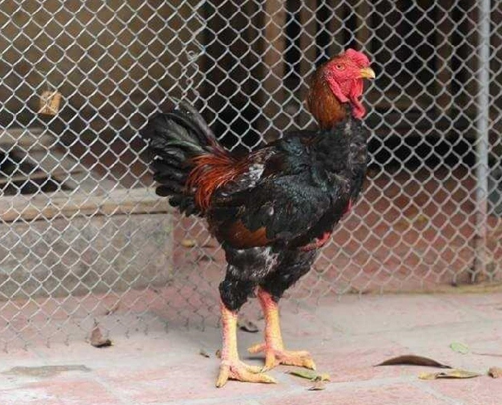 Ngoài ra, gà Hồ còn tượng trưng cho sự đại cát, đại lợi và đã trở thành quà tặng ý nghĩa trong mỗi dịp Tết. Ảnh: Internet