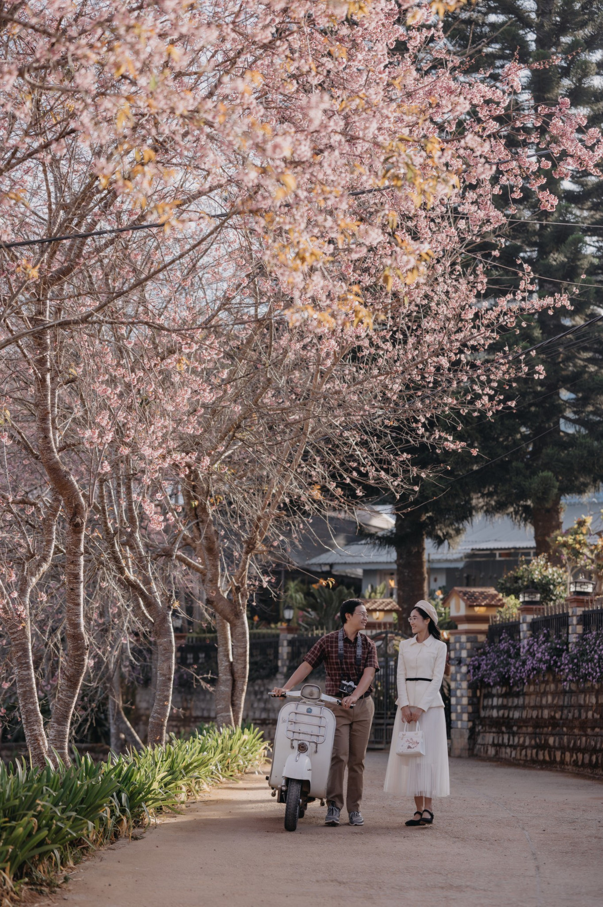 Hoa mai anh đào nở rộ ở khắp các thung lũng, khu phố nên rất dễ dàng để du khách thưởng lãm.