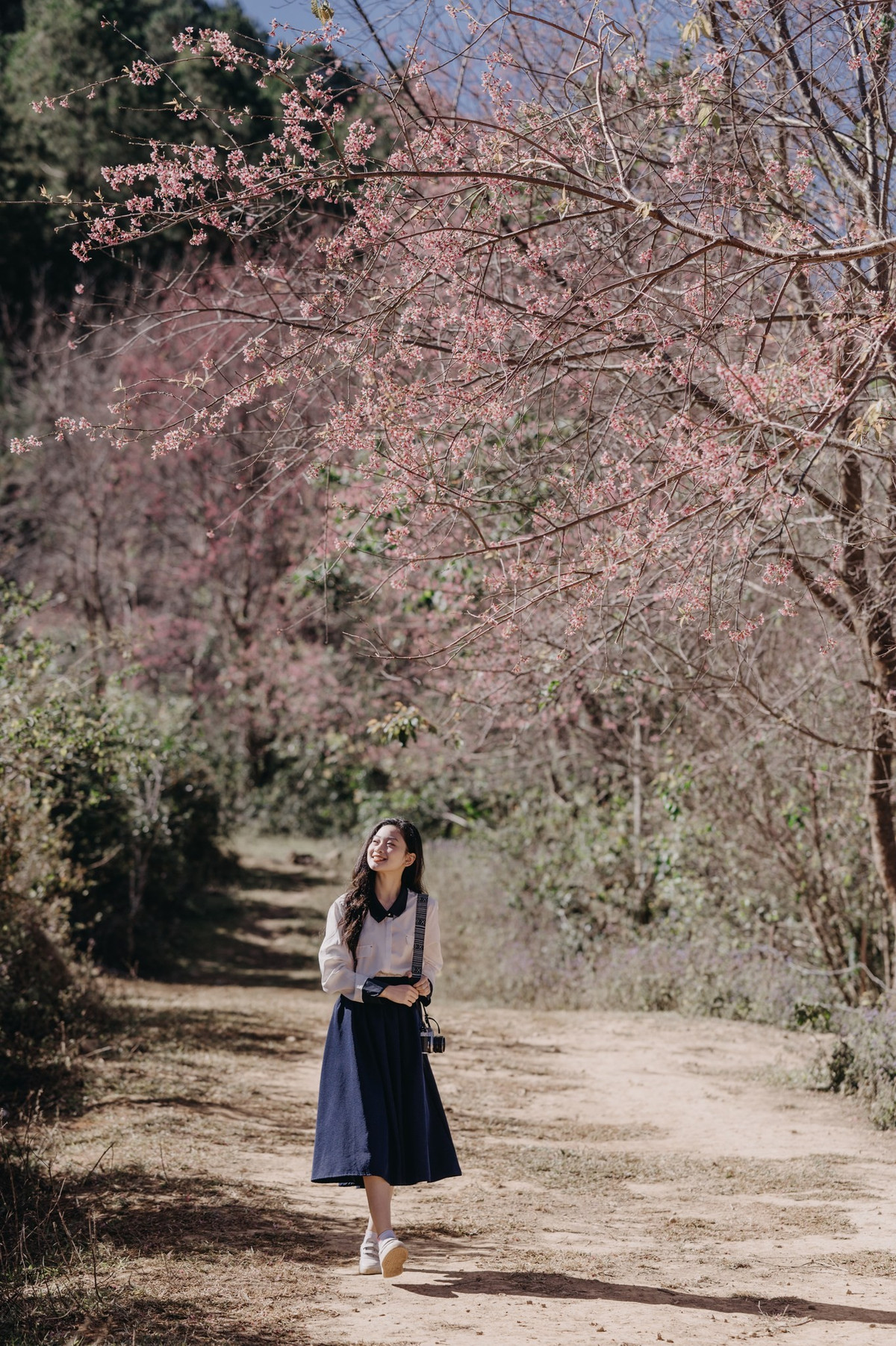 Hoa nở rộ kết hợp với không gian thơ mộng tạo nên cảnh sắc mỹ miều.