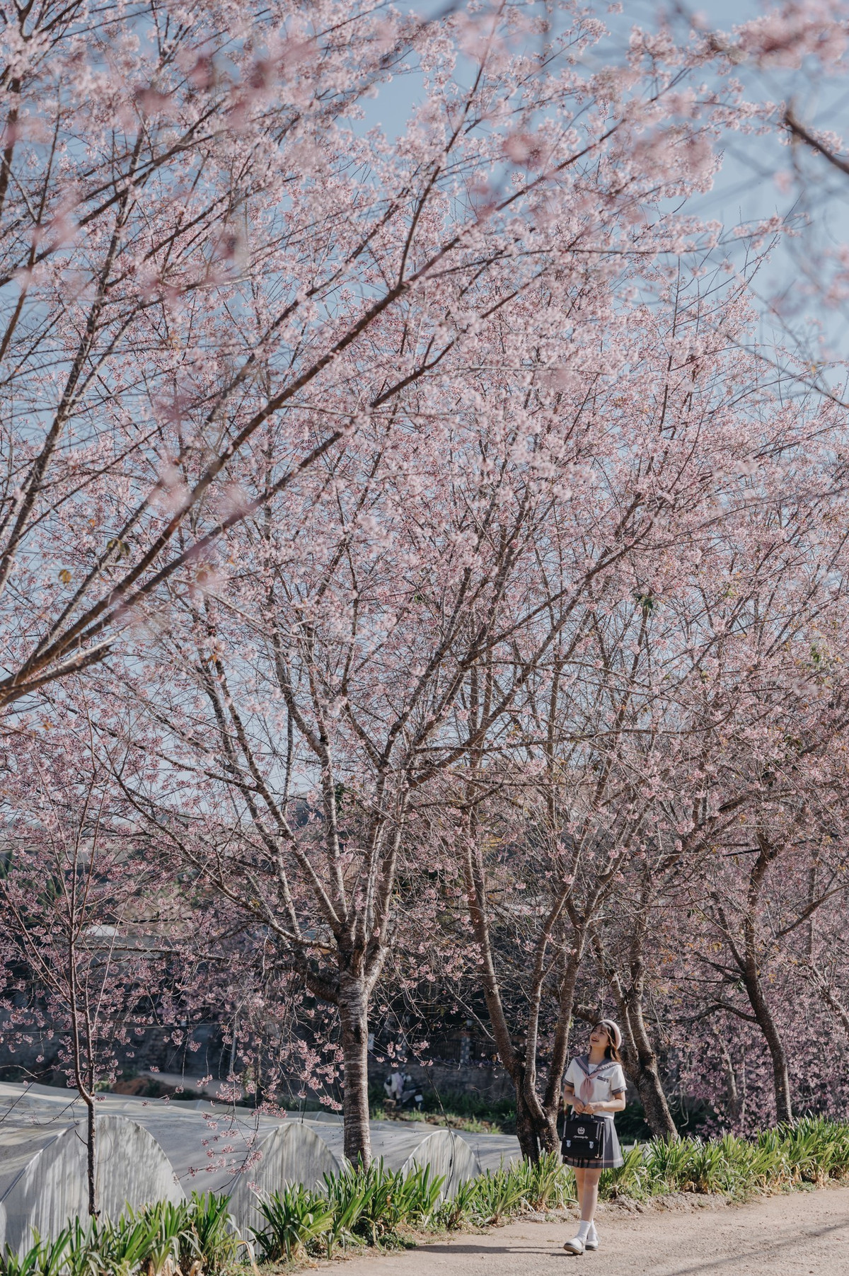 Hoa mai anh đào Đà Lạt năm nay nở muộn, đẹp hệt như cảnh sắc tại Nhật Bản.