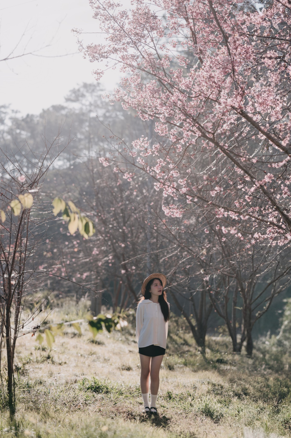 Thời gian thích hợp để chụp ảnh mùa mai anh đào là sáng sớm, từ khoảng 6h30 đến 8h và khoảng thời gian mặt trời lặn từ 15h đến 17h30.